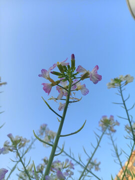 紫色油菜花