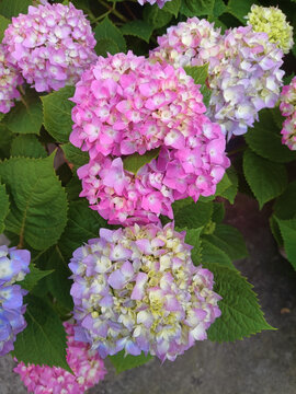 繡球花無盡夏