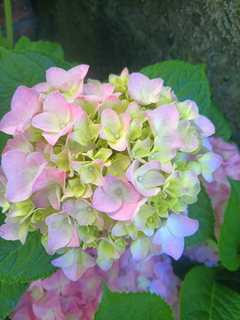 繡球花無盡夏
