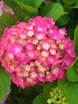 繡球花