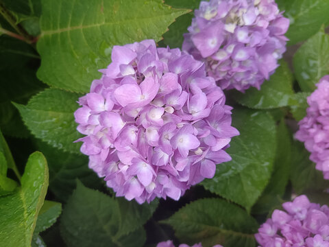 繡球花