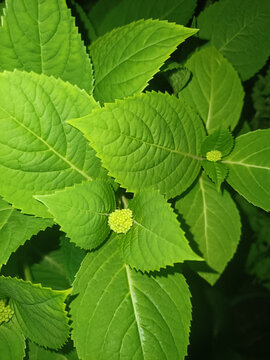 繡球花苞
