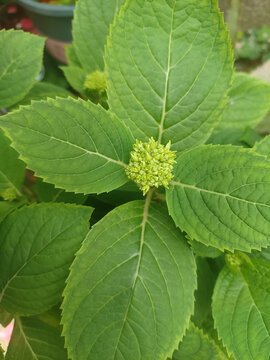 繡球花花苞