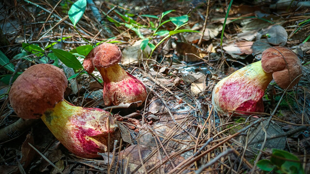 云南野生菌