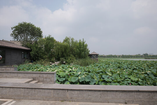 东昌湖荷花