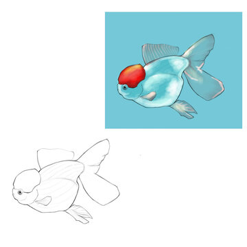 金魚