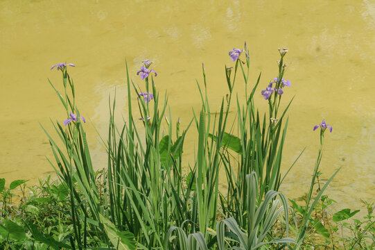 花菖蒲