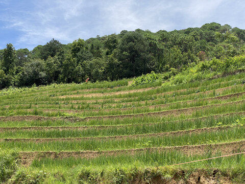 梯田风景