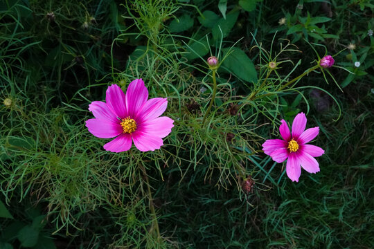 格桑花