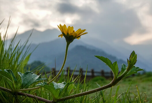 蟛蜞菊