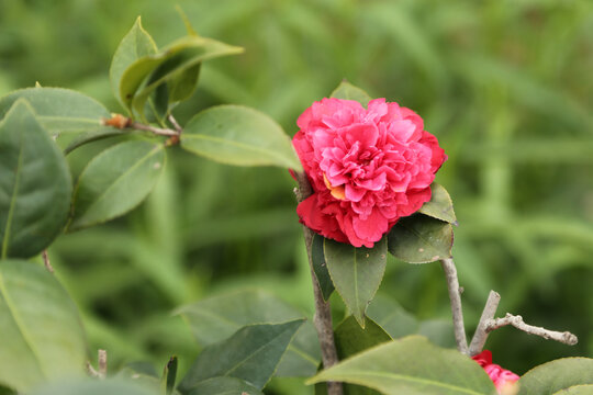 茶花特写