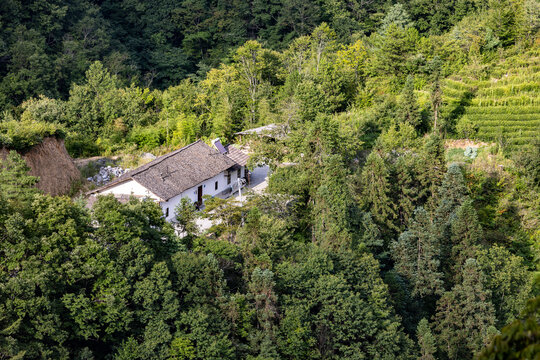 神农架高山茶园