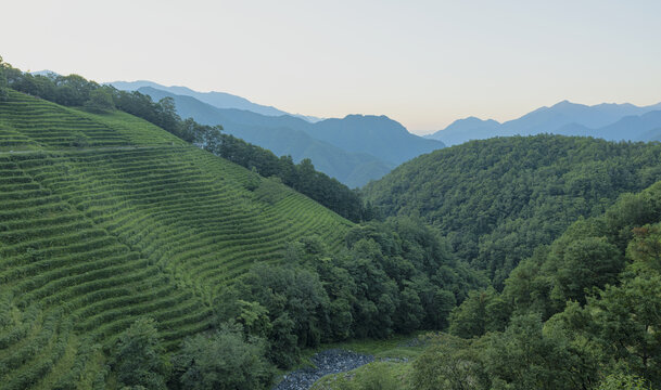 高山茶园