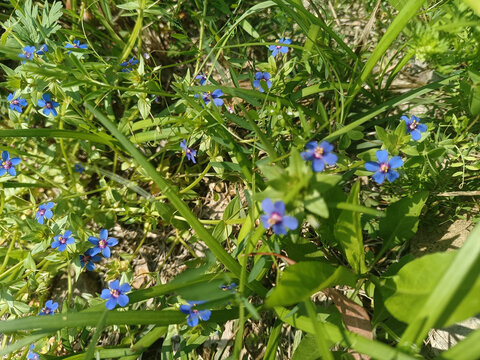 蓝花琉璃繁缕