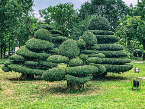 风景树