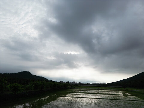 田野