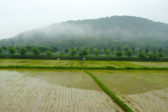 稻田