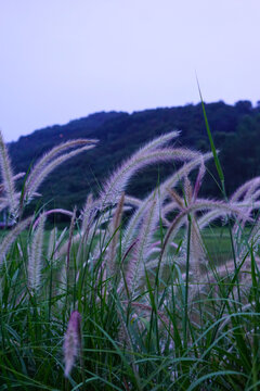 狼尾巴草