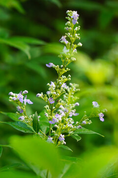 牡荊