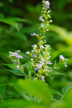 穗花牡荆