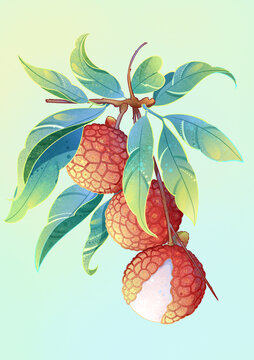 國(guó)潮荔枝PSD包裝插畫(huà)素材