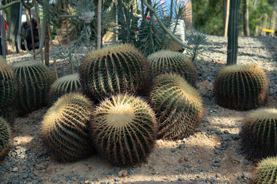 仙人掌仙人球沙漠植物