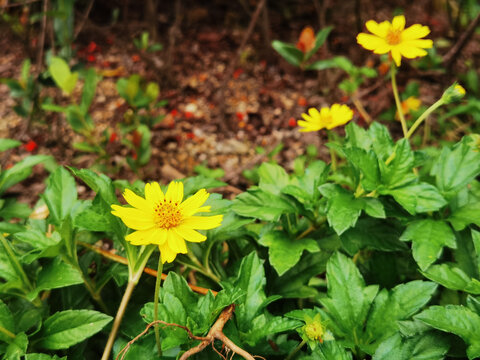 南美蟛蜞菊