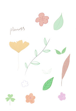 花叶植物素材画