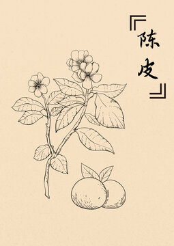 陈皮插画