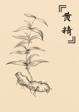 黃精插畫
