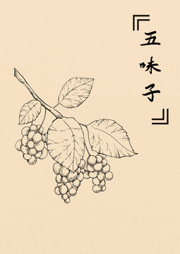 五味子插畫線稿