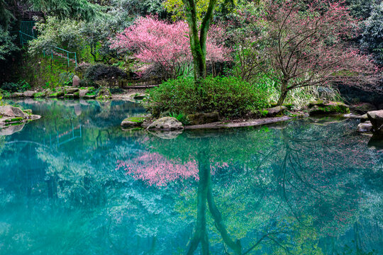 梅花树干湖面倒影