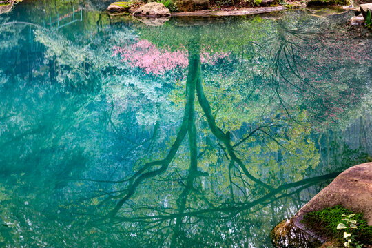 清澈湖水梅花树干水面倒影