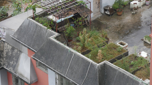 顶楼阳台种植花草树木及蔬菜