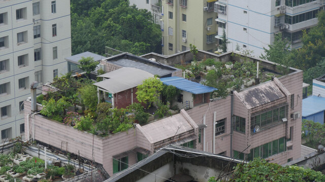 顶楼阳台种植花草树木及蔬菜