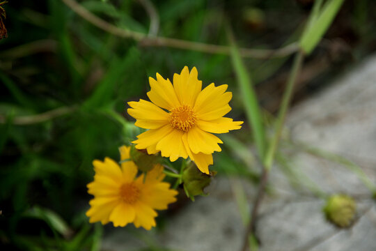 金鸡菊