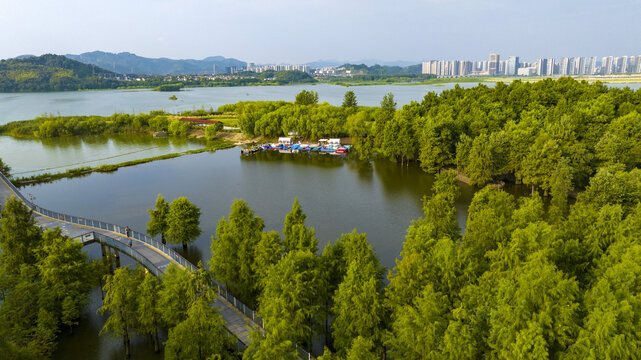 杭州临安青山湖水上森林