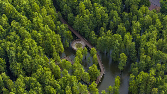 杭州临安青山湖水上森林