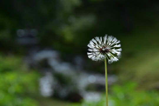 西藏林芝