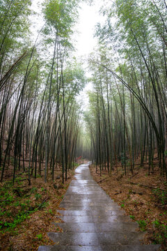 航拍湖南长沙乌山森林公园