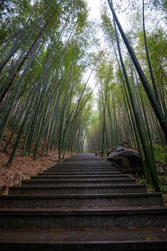 航拍湖南长沙乌山森林公园