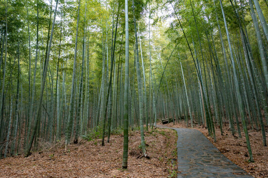 航拍湖南长沙乌山森林公园