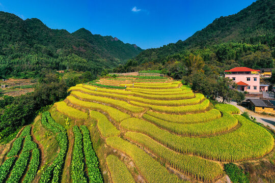 小山村梯田水稻