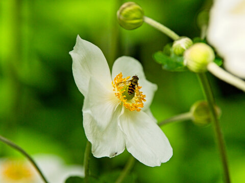 蜜蜂采花粉