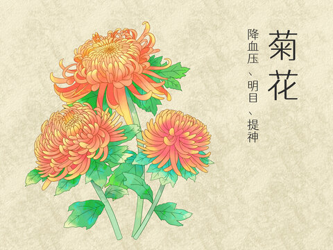 手绘水彩花卉橙色菊花插画