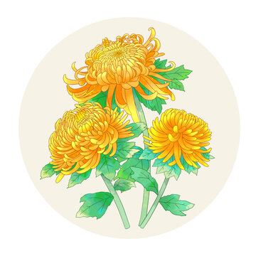 手繪水彩花卉黃色菊花