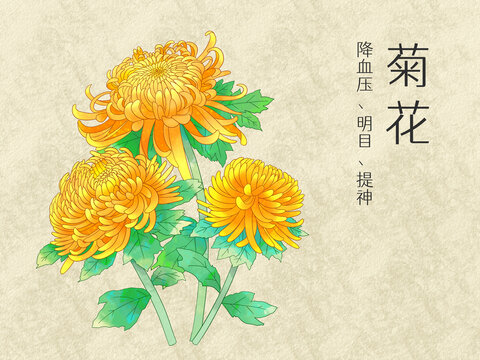 手绘水彩花卉黄色菊花插画