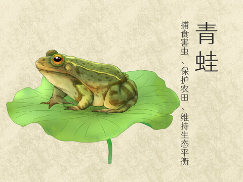 手绘水彩益虫青蛙插画