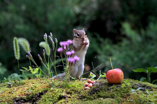 花栗鼠在公园林地上嬉戏觅食