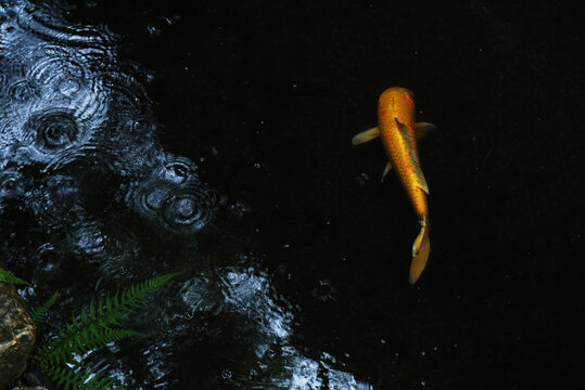 秋雨中池塘里金色锦鲤